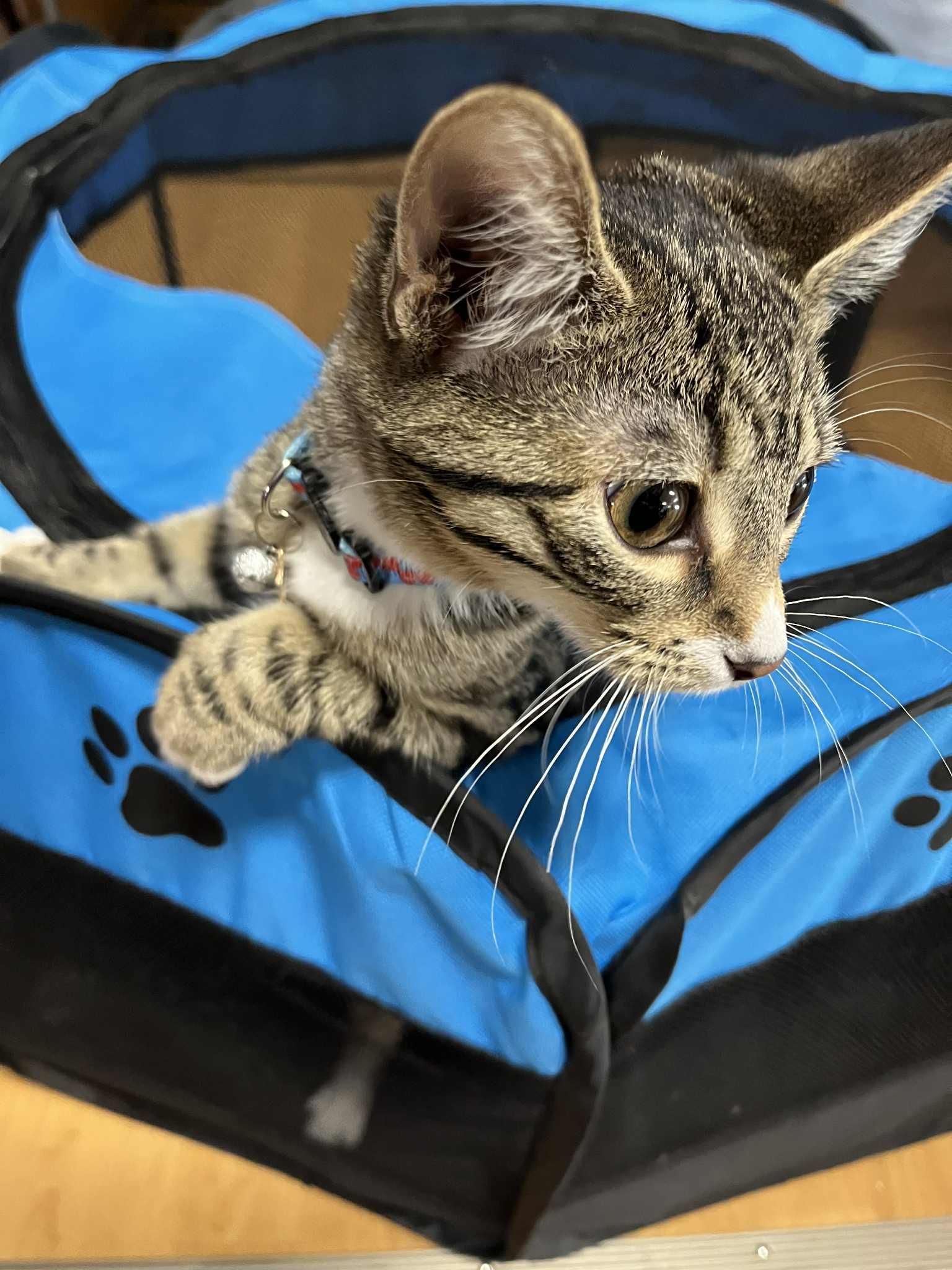 Beatrice, an adoptable Domestic Short Hair in Winnipeg, MB, R2L 0L6 | Photo Image 5