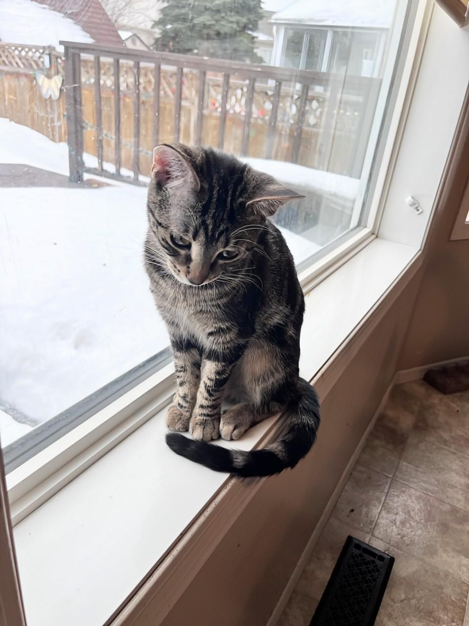 Enlarge Beatrice, an adopted Domestic Short Hair in Winnipeg, MB image 6/6