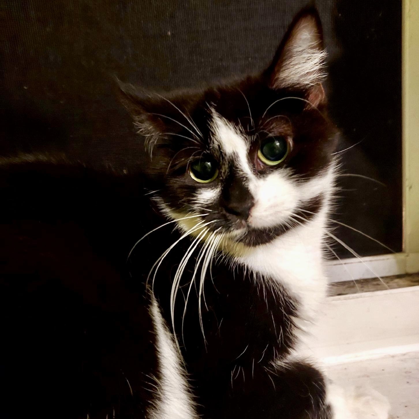 Coldplay, an adoptable Domestic Short Hair in Richmond, VA image 2/4