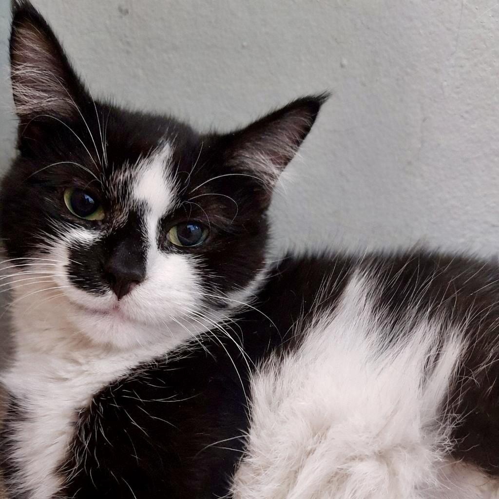 Coldplay, an adoptable Domestic Short Hair in Richmond, VA image 4/4