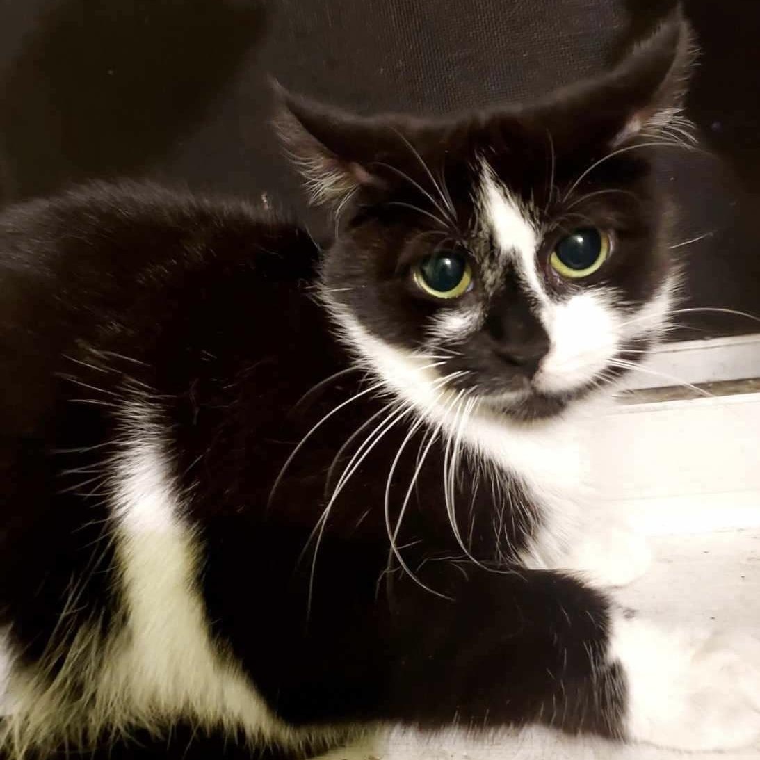 Coldplay, an adoptable Domestic Short Hair in Richmond, VA image 3/4