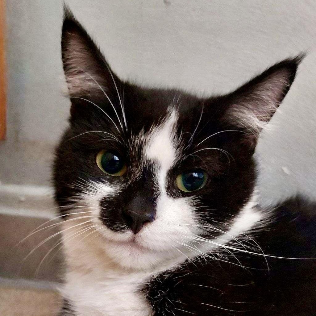 Coldplay, an adoptable Domestic Short Hair in Richmond, VA image 1/4