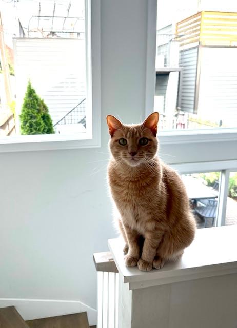 Velveeta, Adoptable, Adult Female Domestic Short Hair.