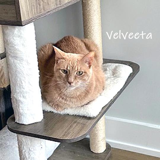 Enlarge Velveeta, a Adoptable Domestic Short Hair in Chicago, IL image 1/5