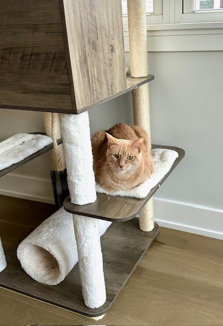 Enlarge Velveeta, a Adoptable Domestic Short Hair in Chicago, IL image 2/4