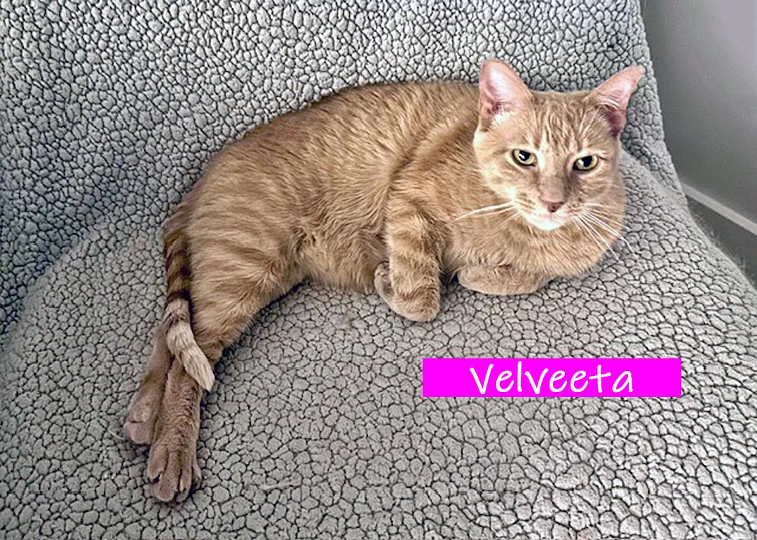 Enlarge Velveeta, a Adoptable Domestic Short Hair in Chicago, IL image 2/5