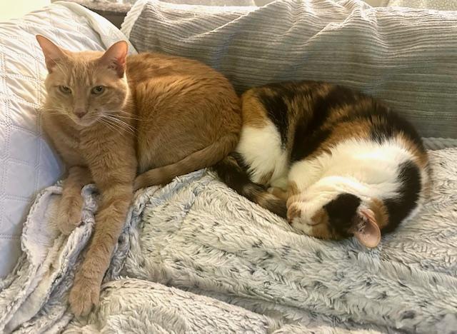 Enlarge Velveeta, a Adoptable Domestic Short Hair in Chicago, IL image 3/4