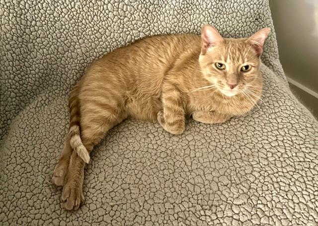 Enlarge Velveeta, a Adoptable Domestic Short Hair in Chicago, IL image 4/4