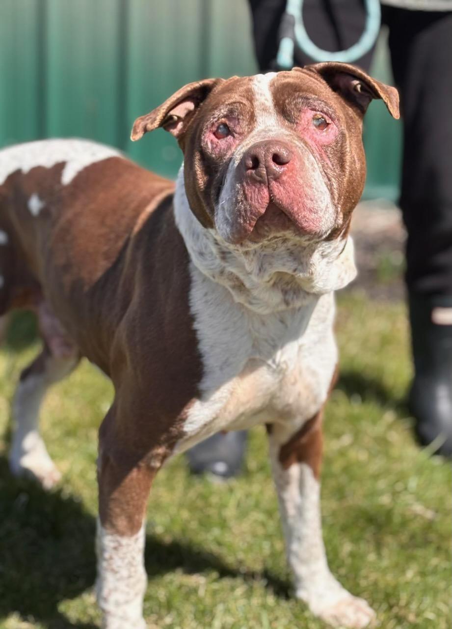 Enlarge Tank, a ADOPTABLE mixed breed in Batavia, NY image 1/1