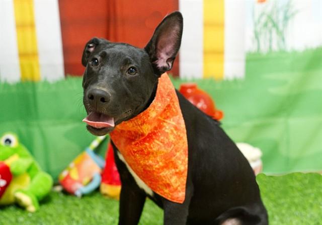 BULGARI, Adoptable, Puppy Male German Shepherd Dog & Mixed Breed.