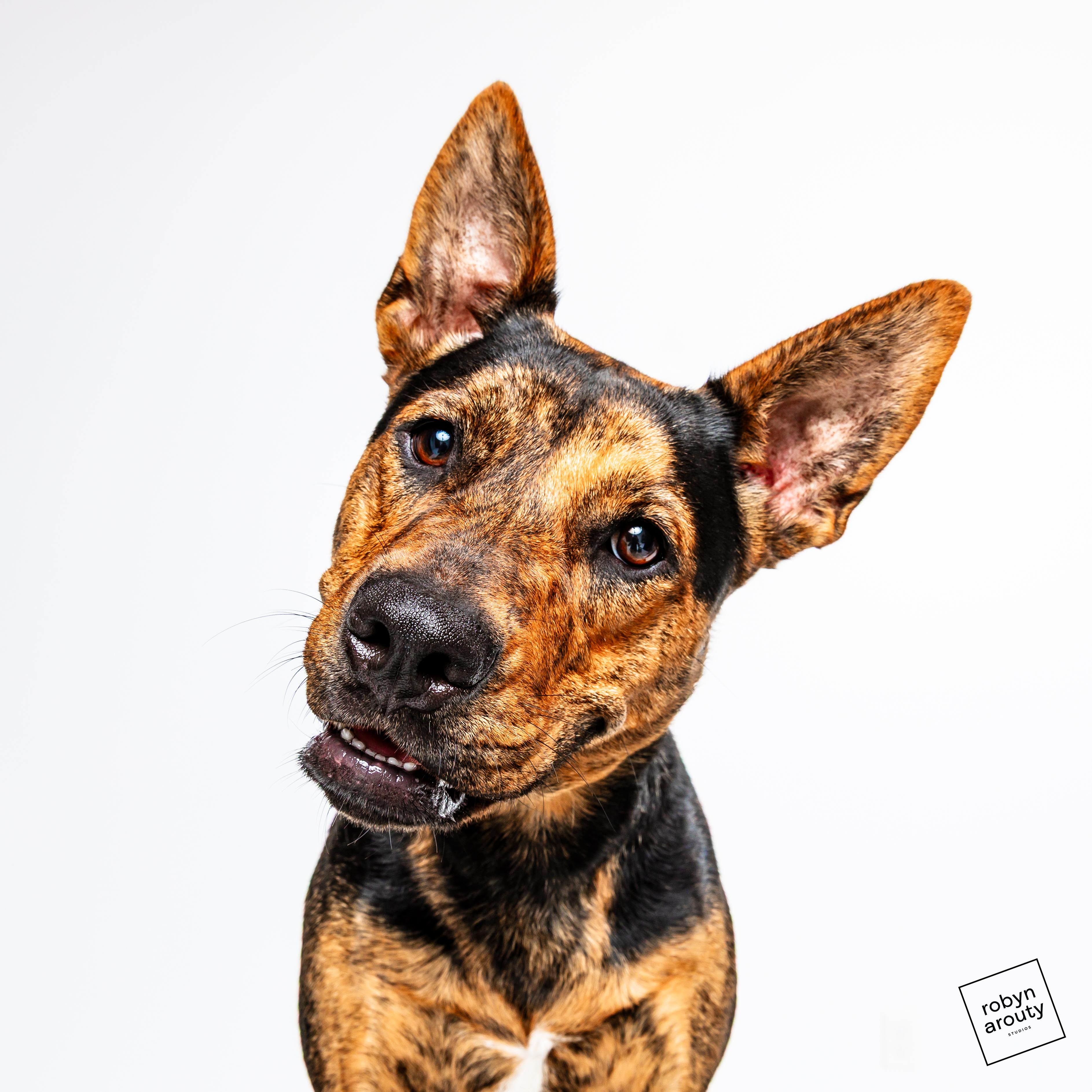 Enlarge Milan, a Adoptable mixed breed in Houston, TX image 1/5