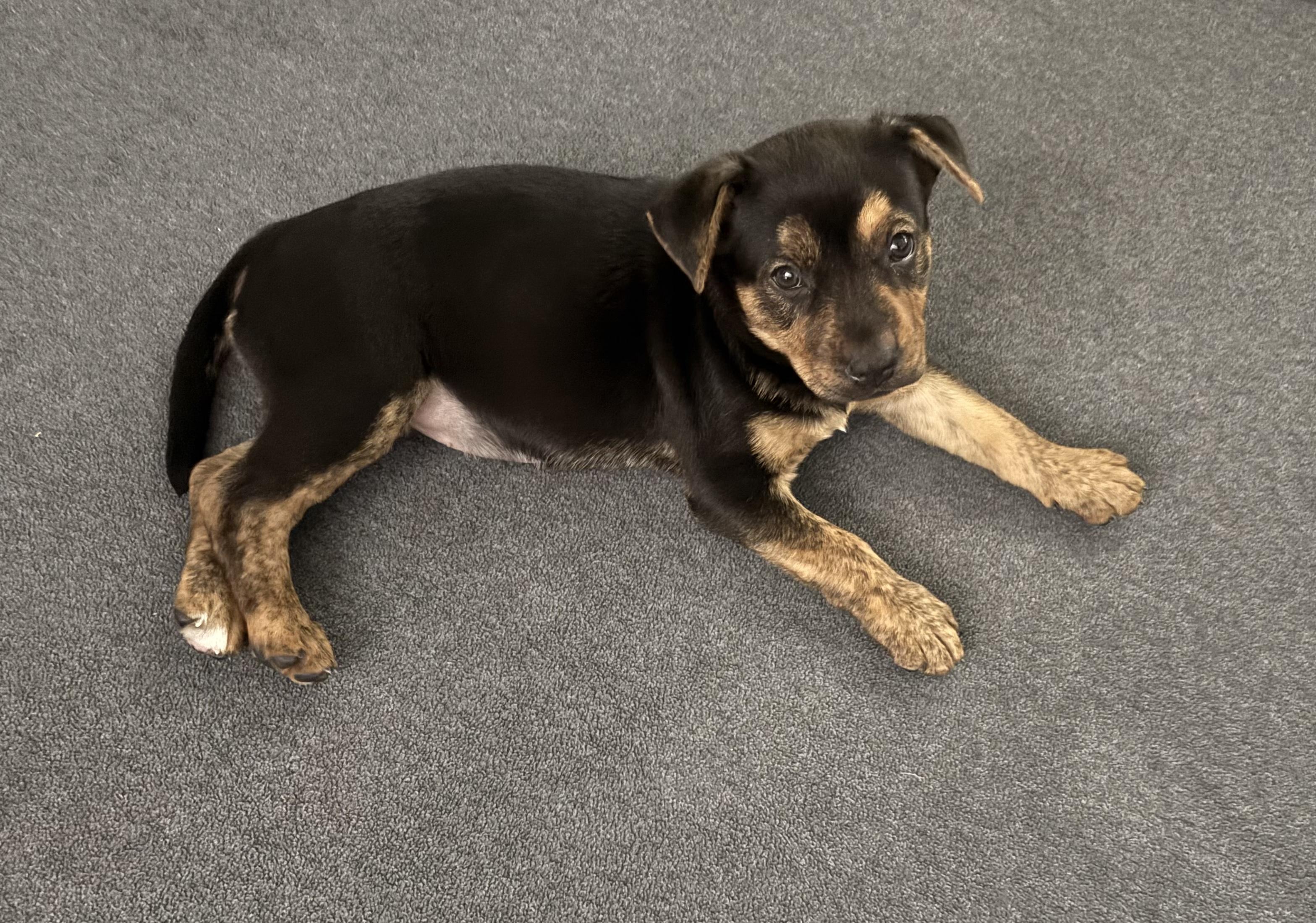 Enlarge Milan, a Adoptable mixed breed in Houston, TX image 4/6