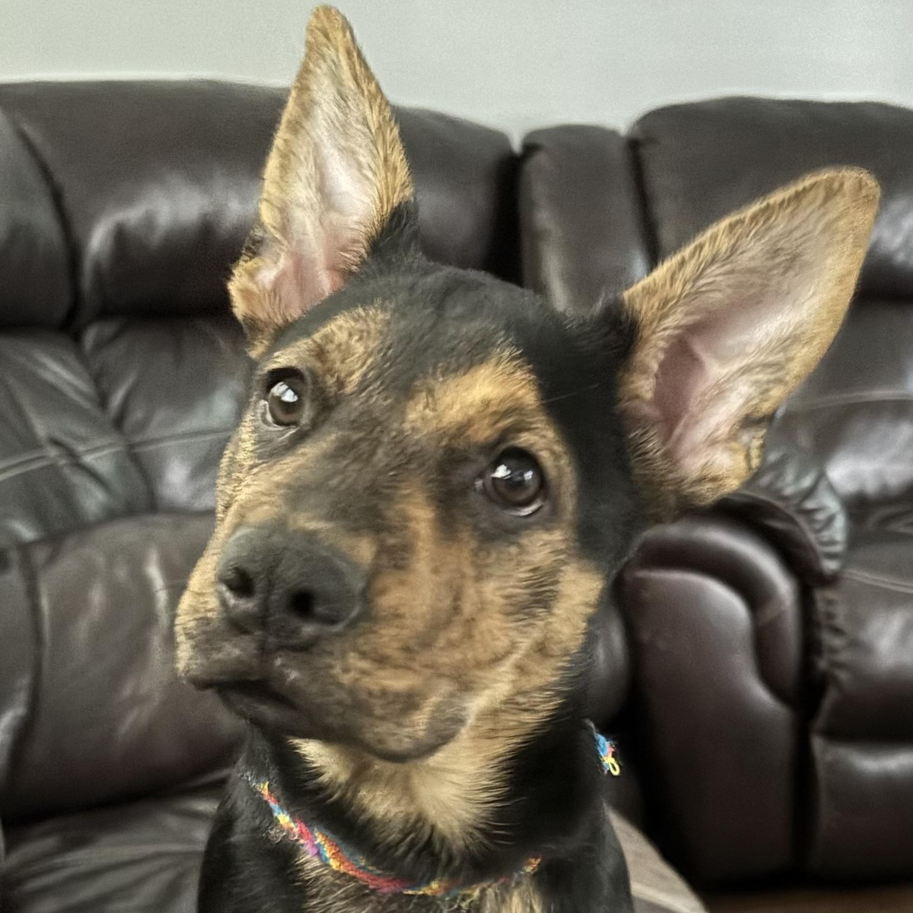 Enlarge Milan, a Adoptable mixed breed in Houston, TX image 1/6