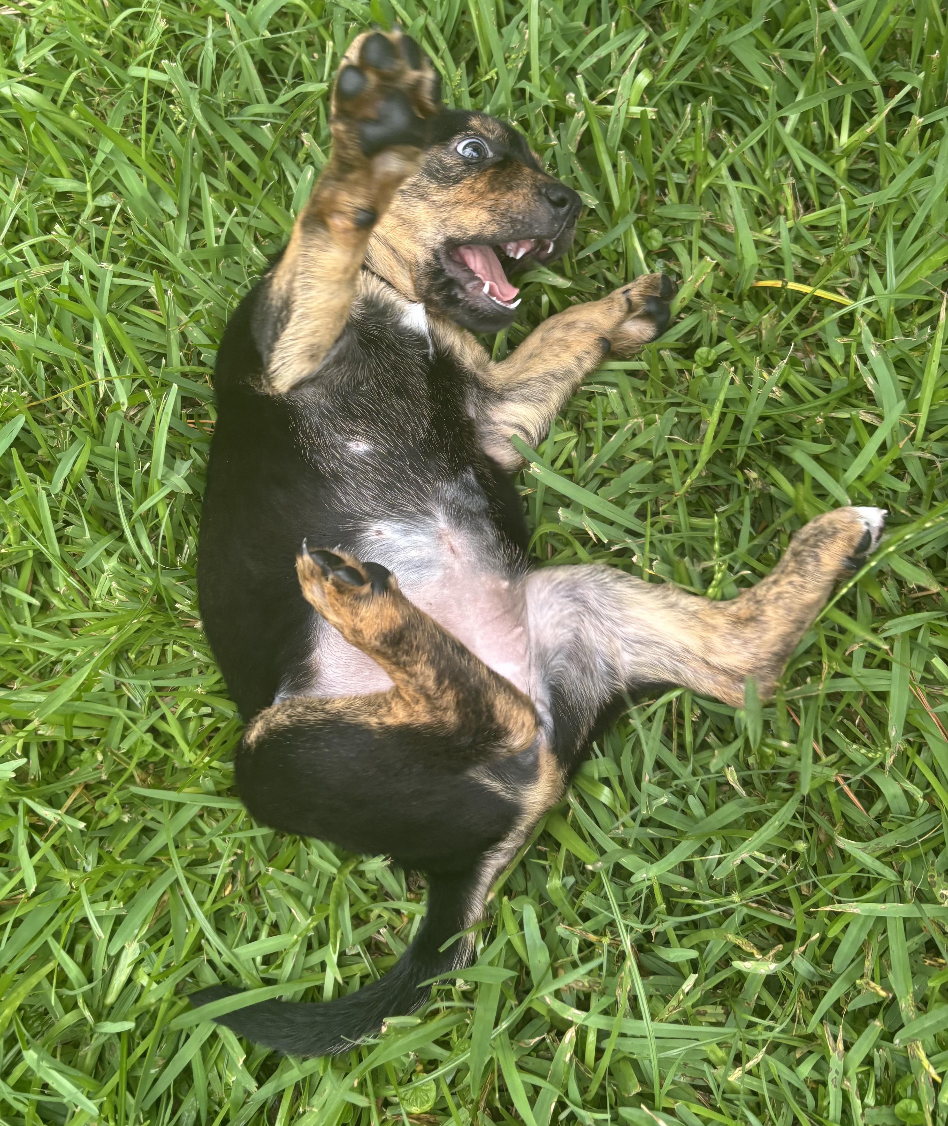 Enlarge Milan, a Adoptable mixed breed in Houston, TX image 5/6