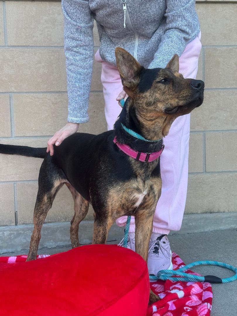 Enlarge Milan, a Adoptable mixed breed in Houston, TX image 3/6