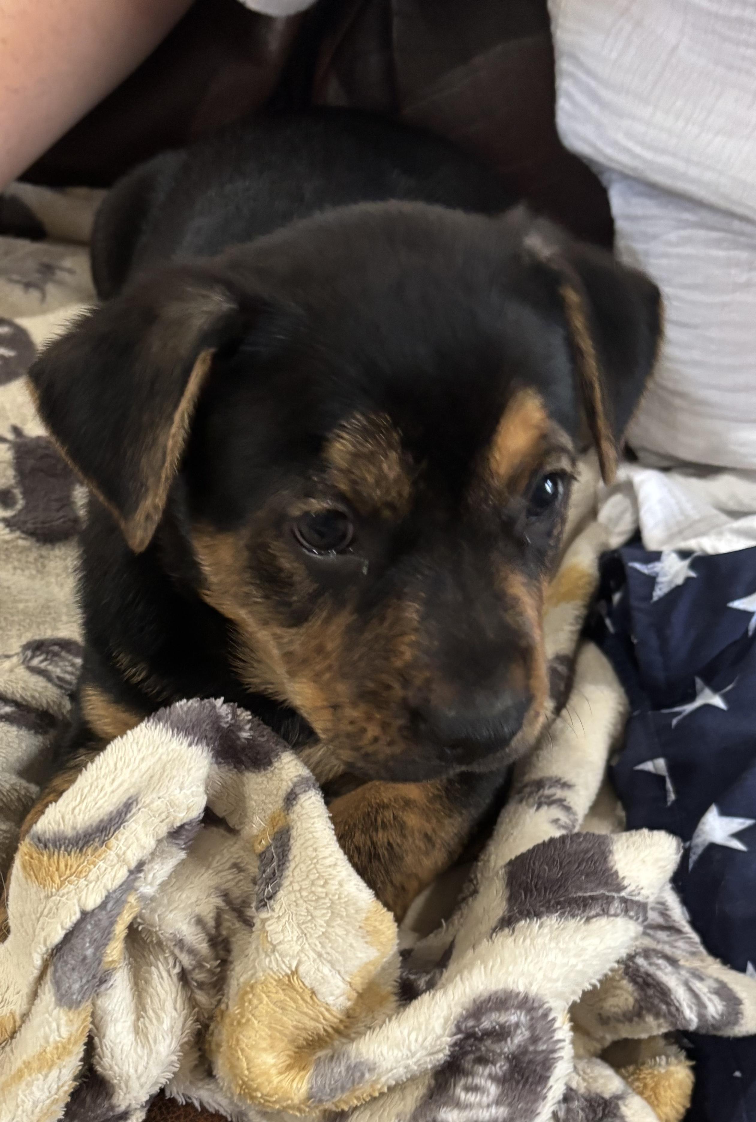 Enlarge Milan, a Adoptable mixed breed in Houston, TX image 6/6