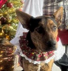 Milan, Adoptable, Young Female Pit Bull Terrier & Shepherd.