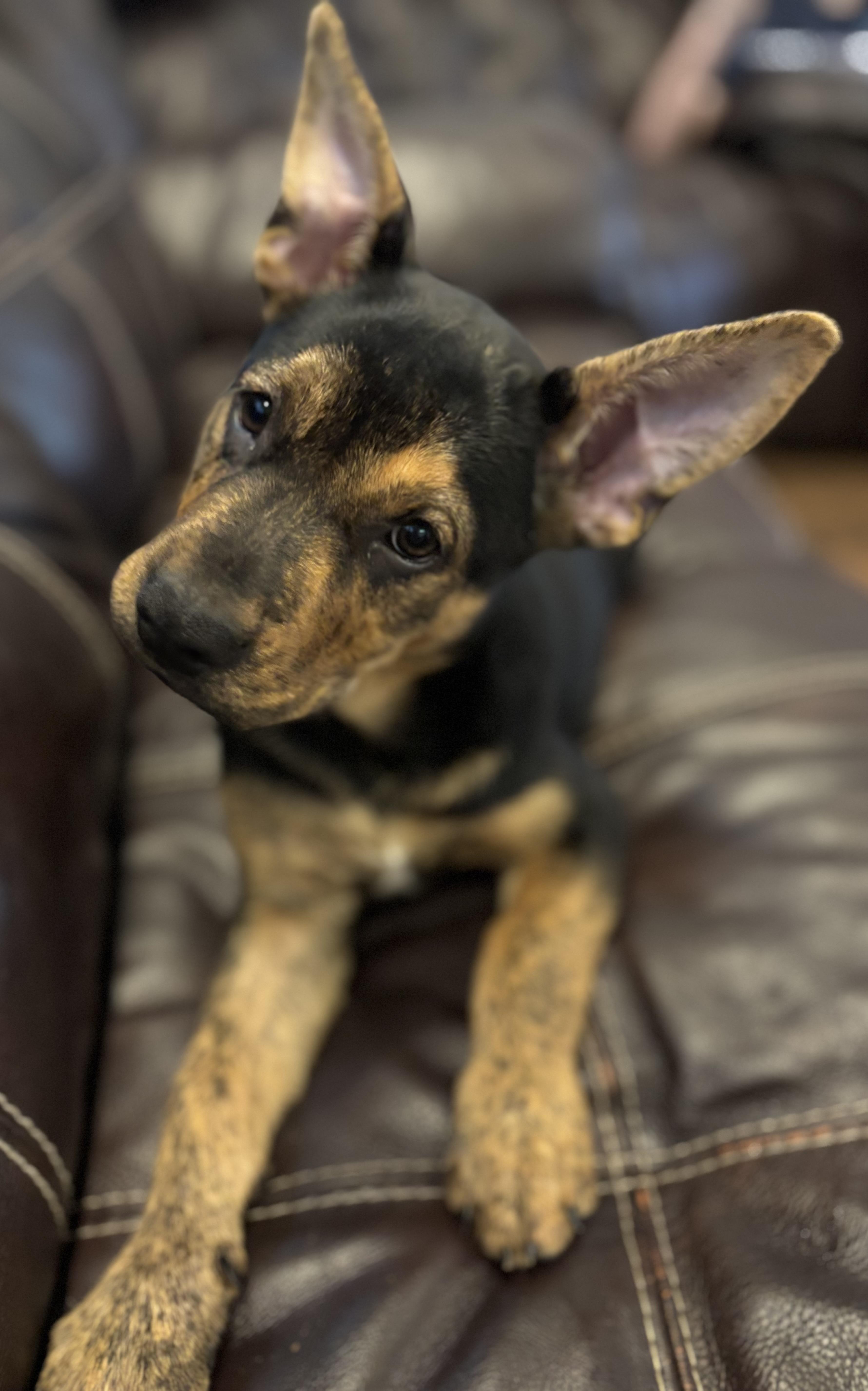 Enlarge Milan, a Adoptable mixed breed in Houston, TX image 2/6