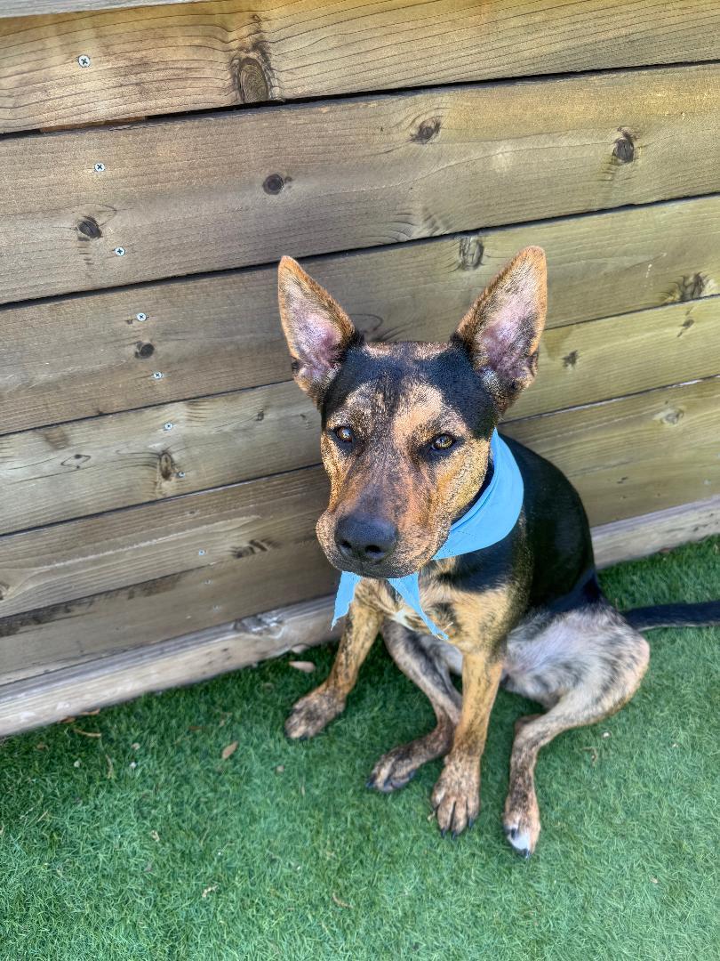 Enlarge Milan, a Adoptable mixed breed in Houston, TX image 2/6