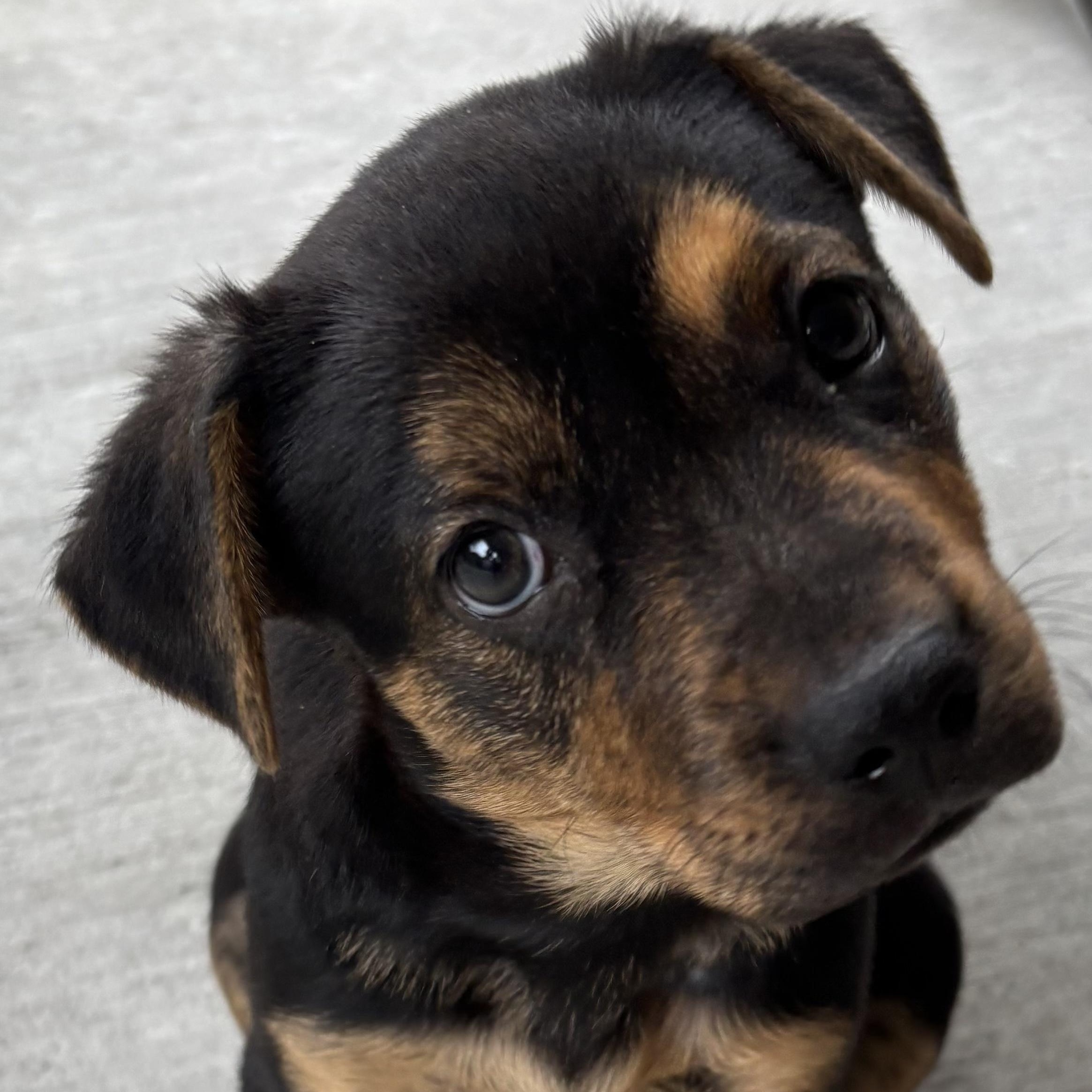 Enlarge Milan, a Adoptable mixed breed in Houston, TX image 3/6