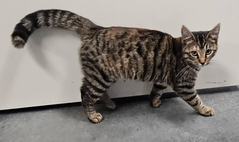 Tiger Lily, Adopted, Young Female Tabby.