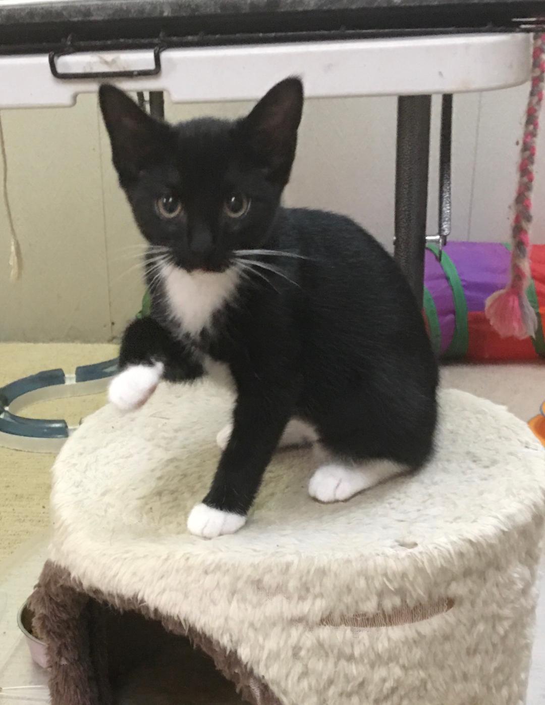Sophie, ADOPTABLE, Kitten Female Domestic Short Hair.