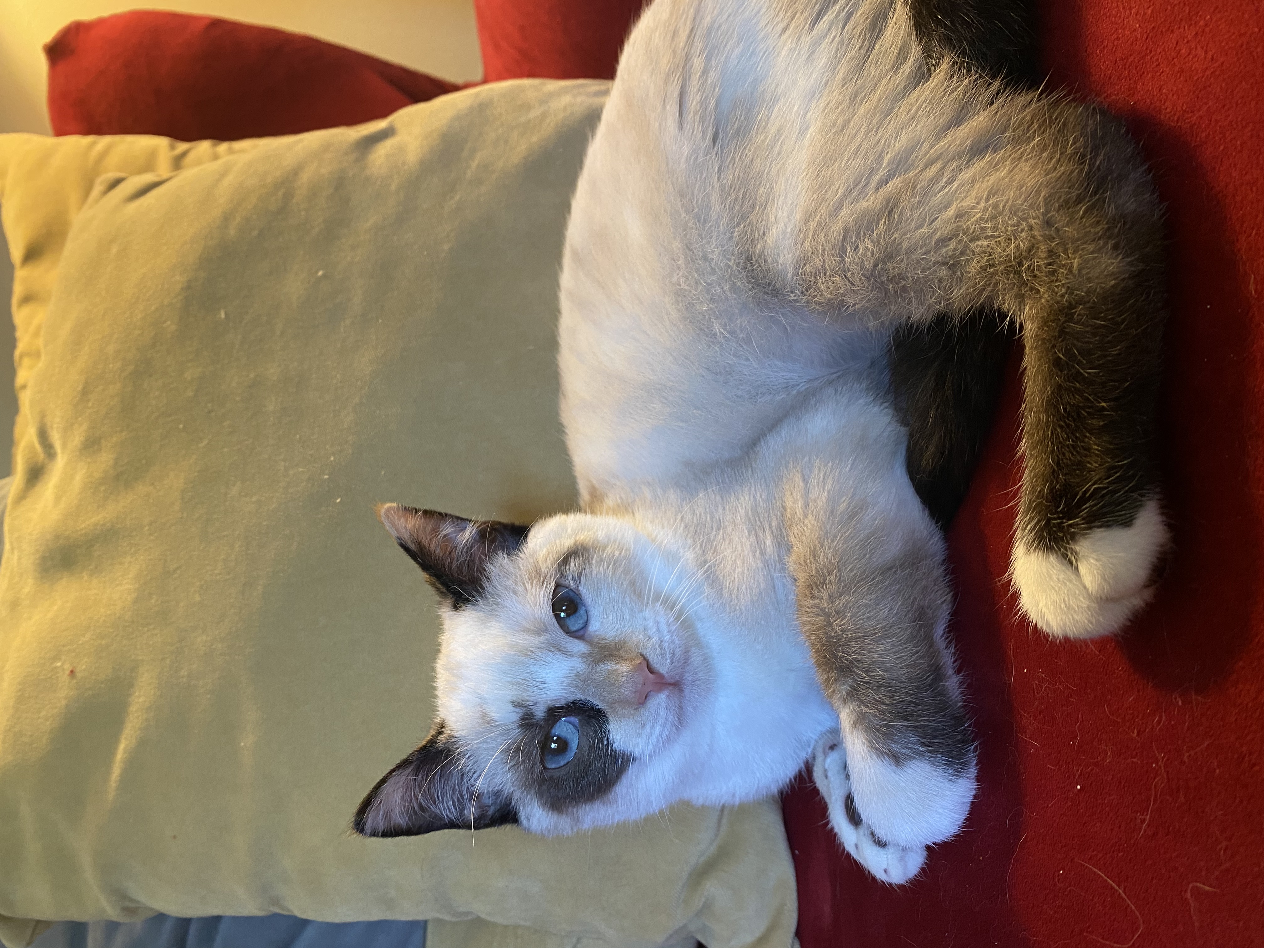 Nora, adoptable, Young Female Domestic Short Hair.