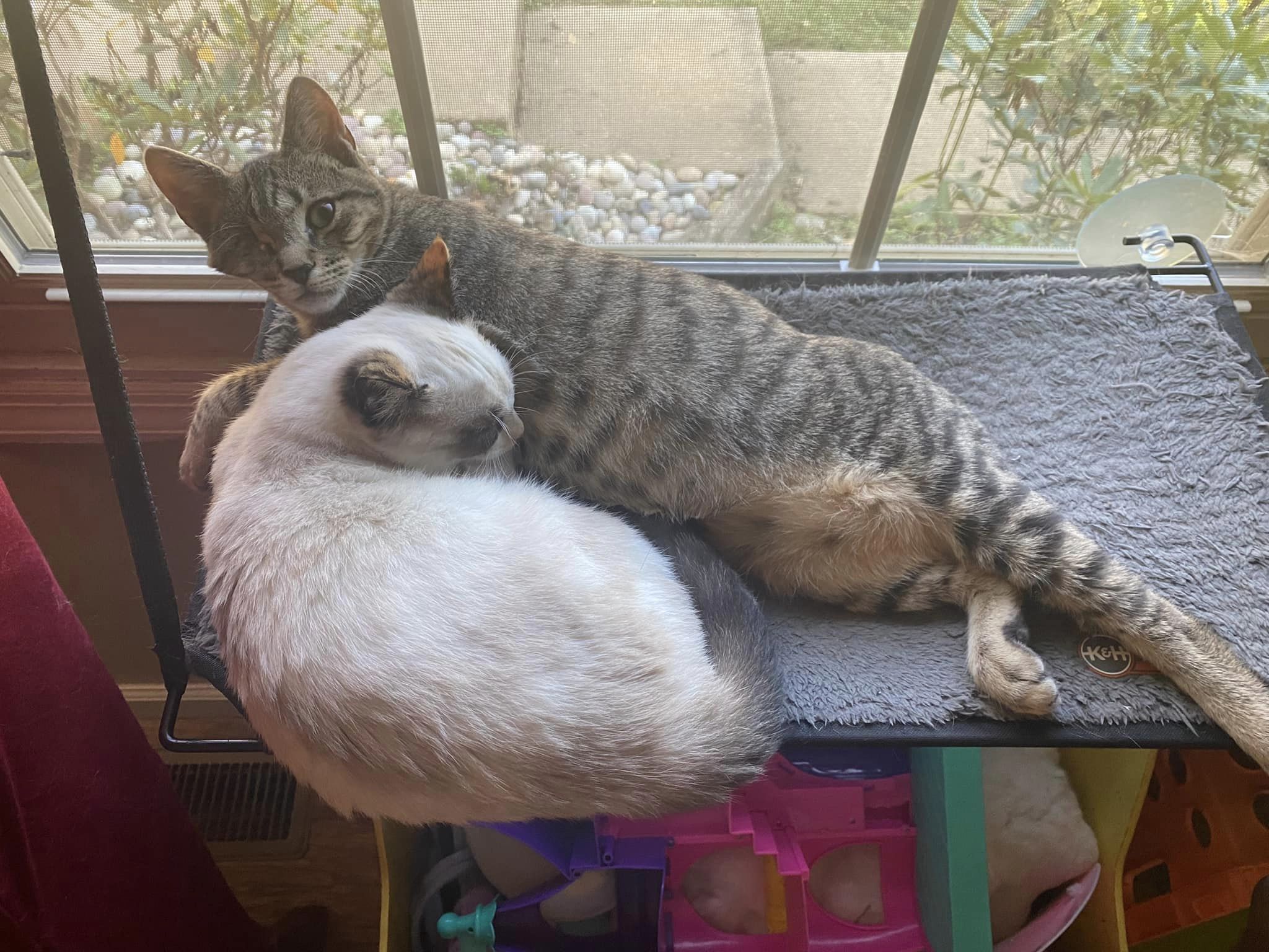 Enlarge Nora, an adoptable Domestic Short Hair in Clyde, NC image 2/2