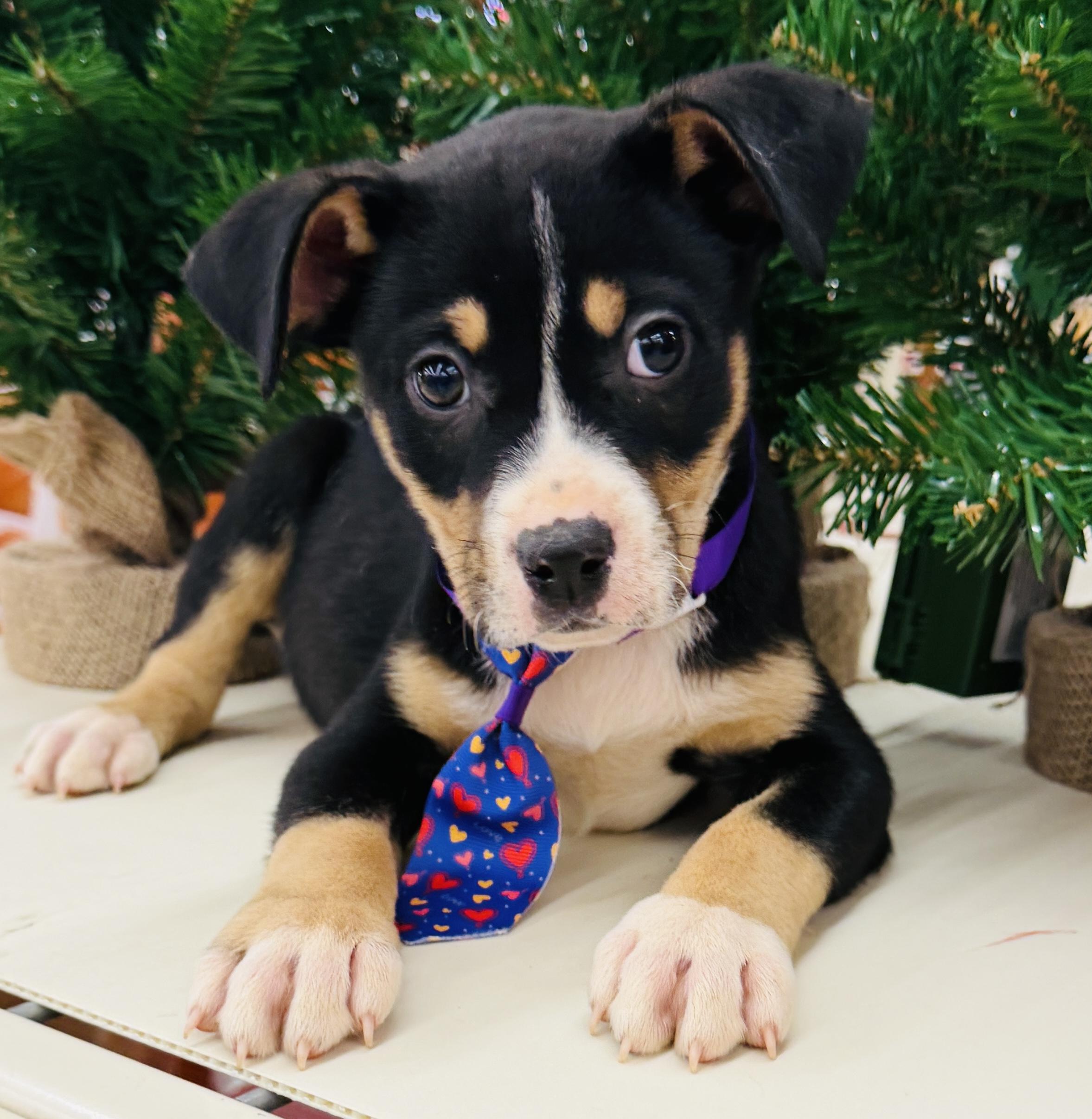 Enlarge Kringle, a ADOPTABLE Chiweenie in Albemarle, NC image 2/2
