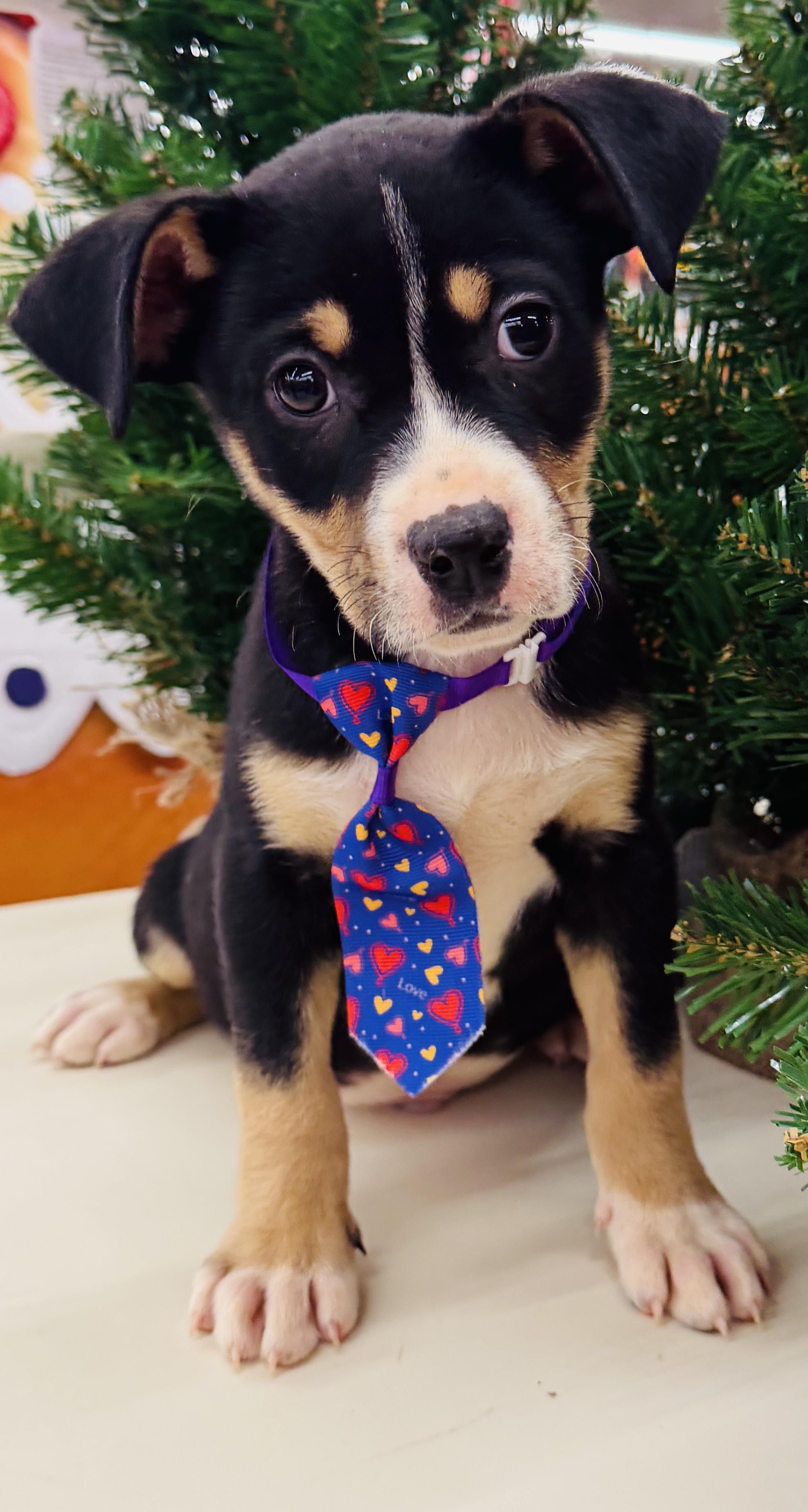 Enlarge Kringle, a ADOPTABLE Chiweenie in Albemarle, NC image 1/2