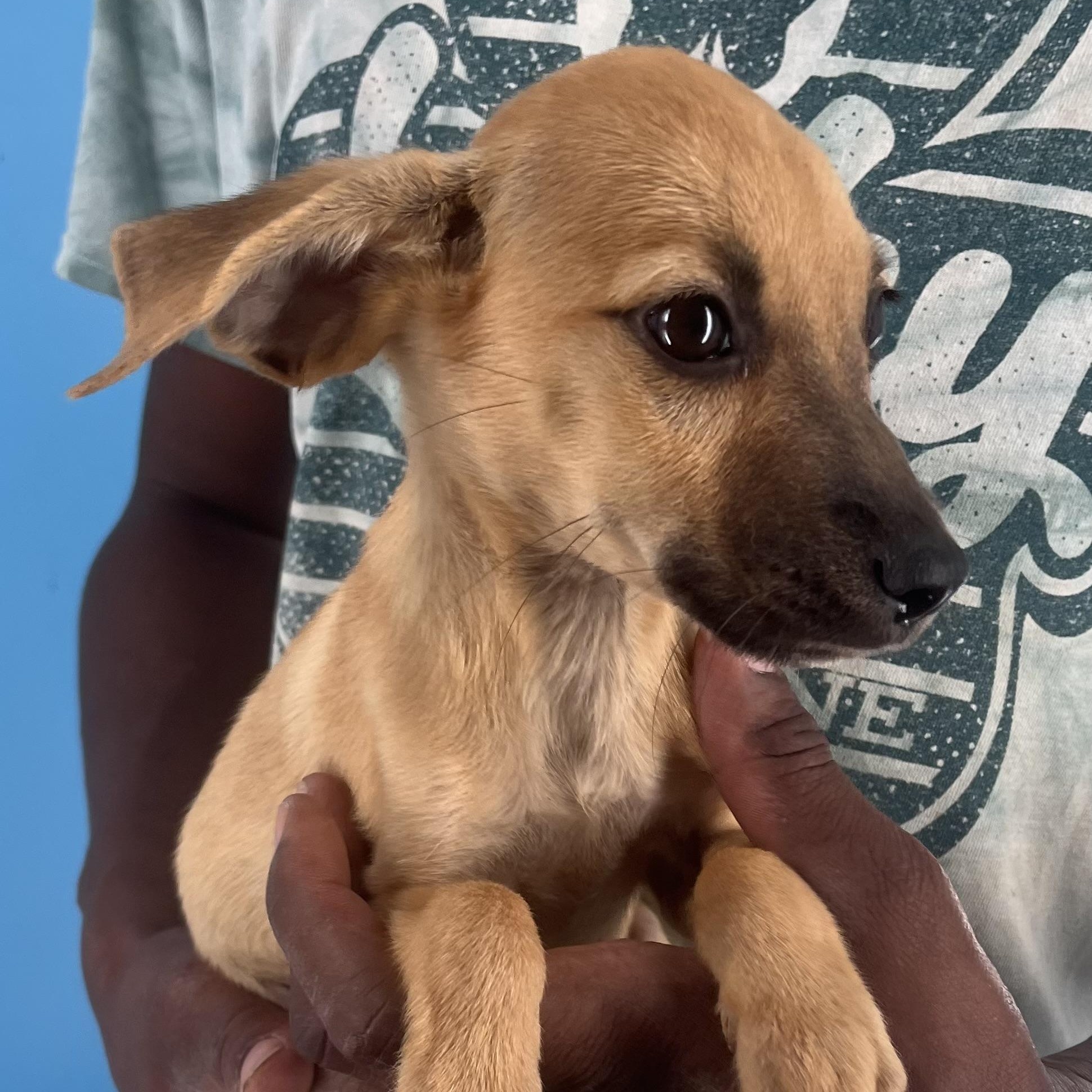 Watson - Local Sept 26-28