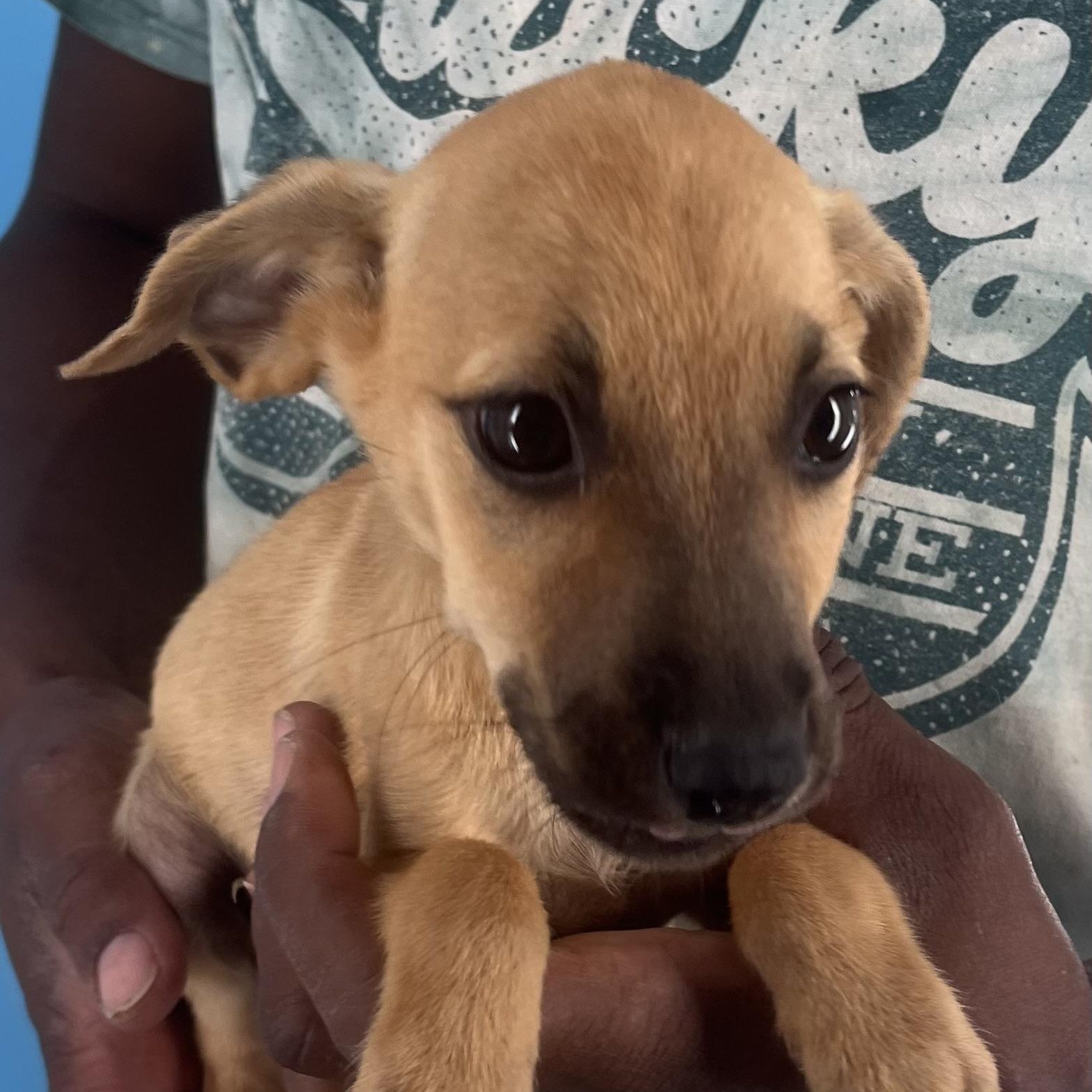 Watson - Local Sept 26-28