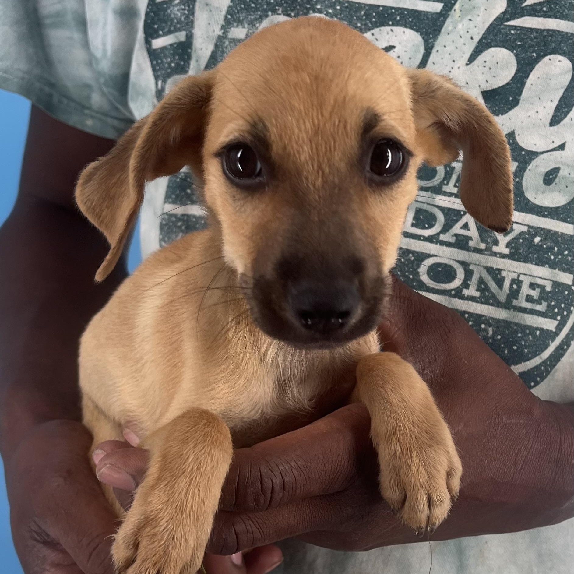 Watson - Local Sept 26-28