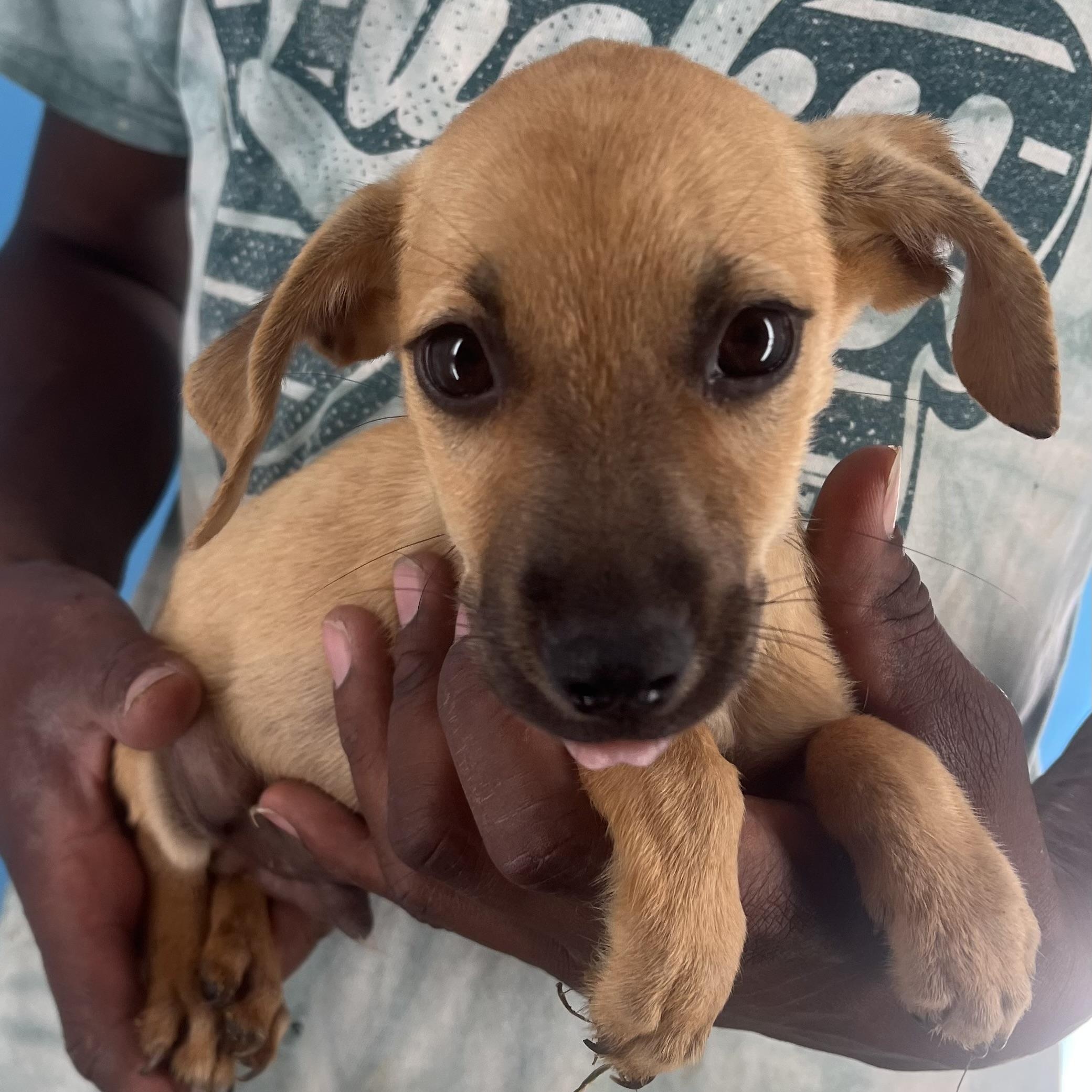 Watson - Local Sept 26-28