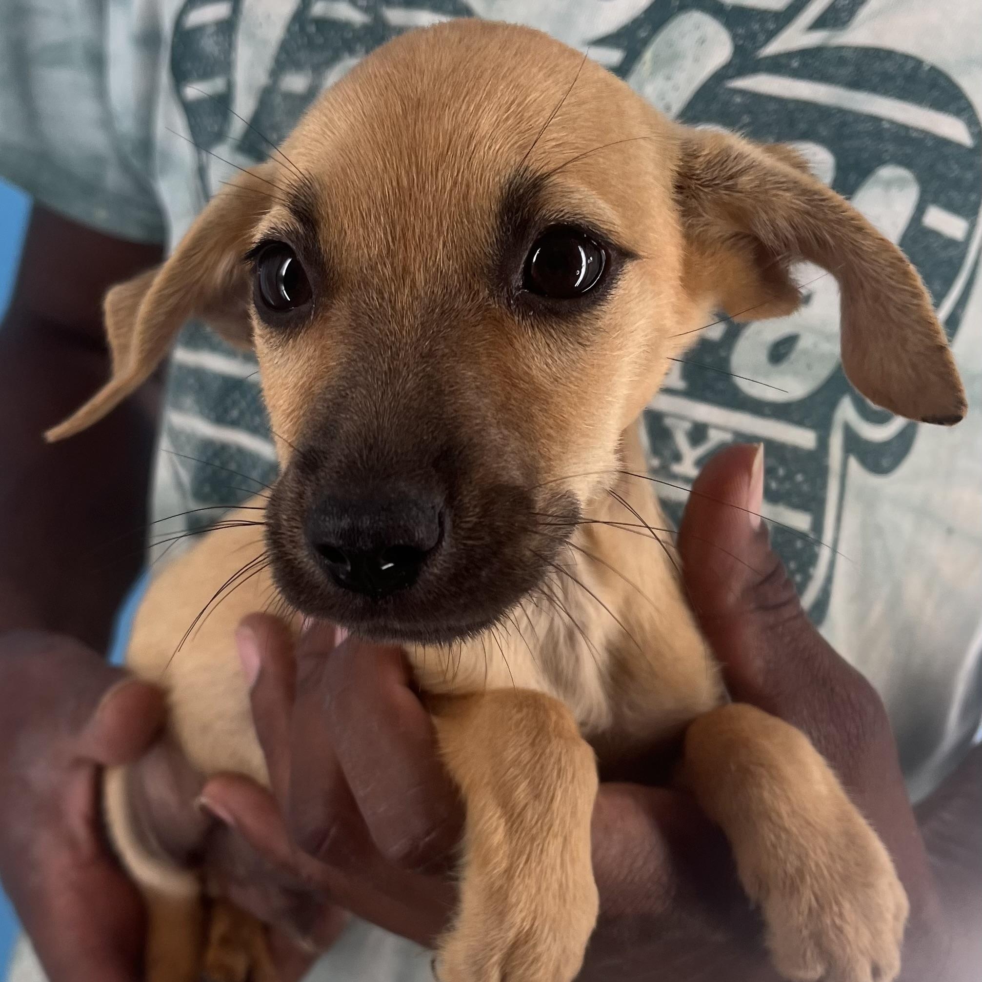 Watson - Local Sept 26-28