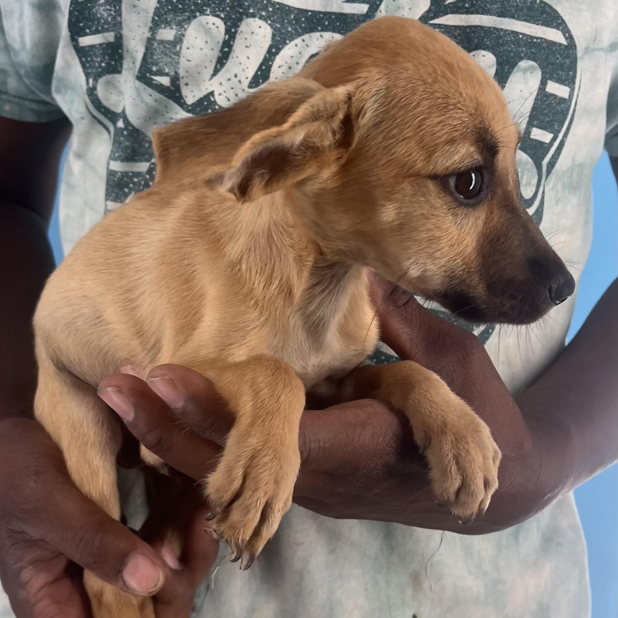 Watson - Local Sept 26-28