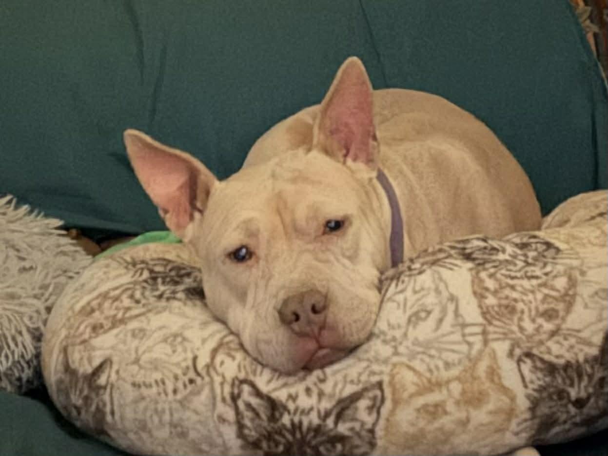 Irene, Adoptable, Adult Female Pit Bull Terrier.