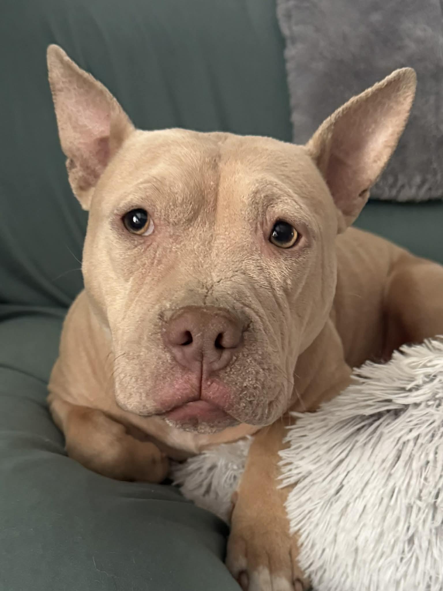 Enlarge Irene, a Adoptable Pit Bull Terrier in Catasauqua, PA image 2/3