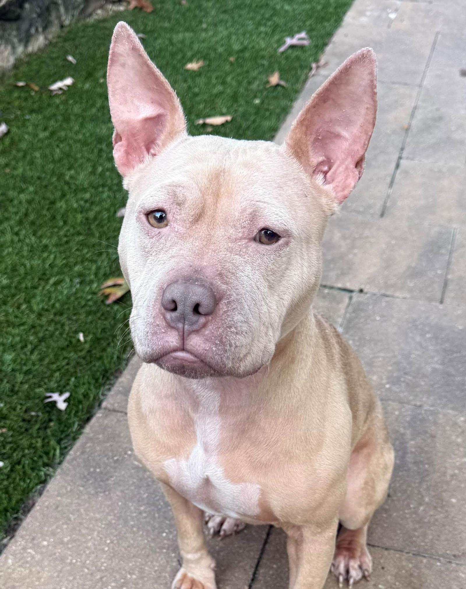 Enlarge Irene, a Adoptable Pit Bull Terrier in Catasauqua, PA image 1/3