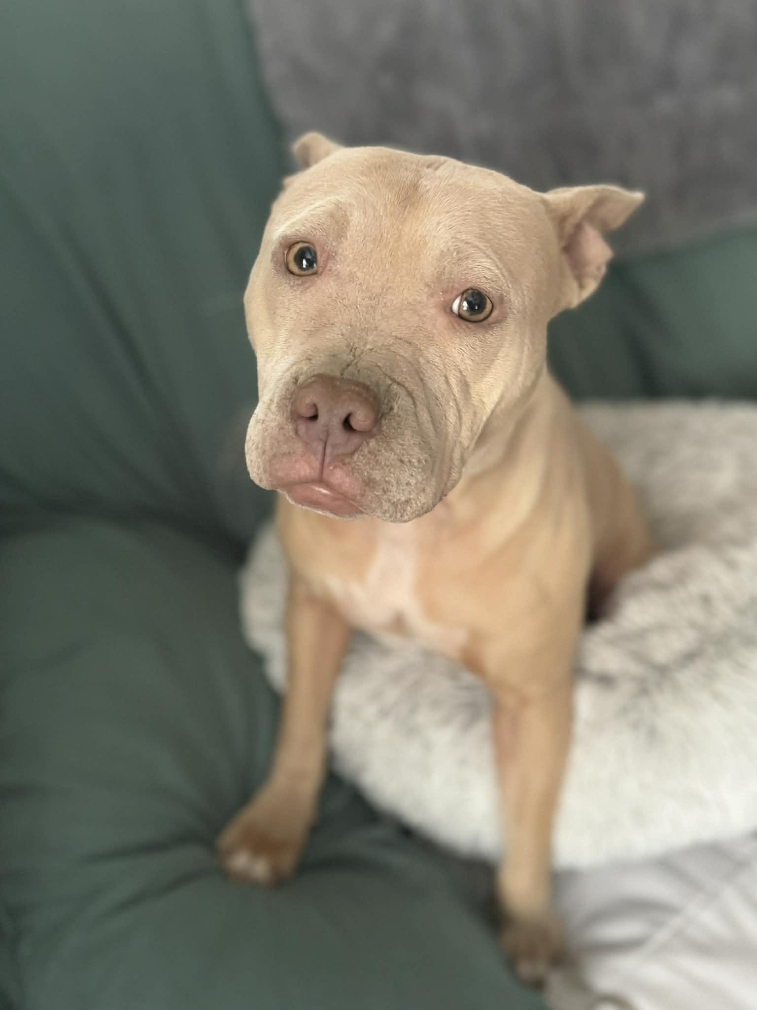 Irene, Adoptable, Adult Female Pit Bull Terrier.