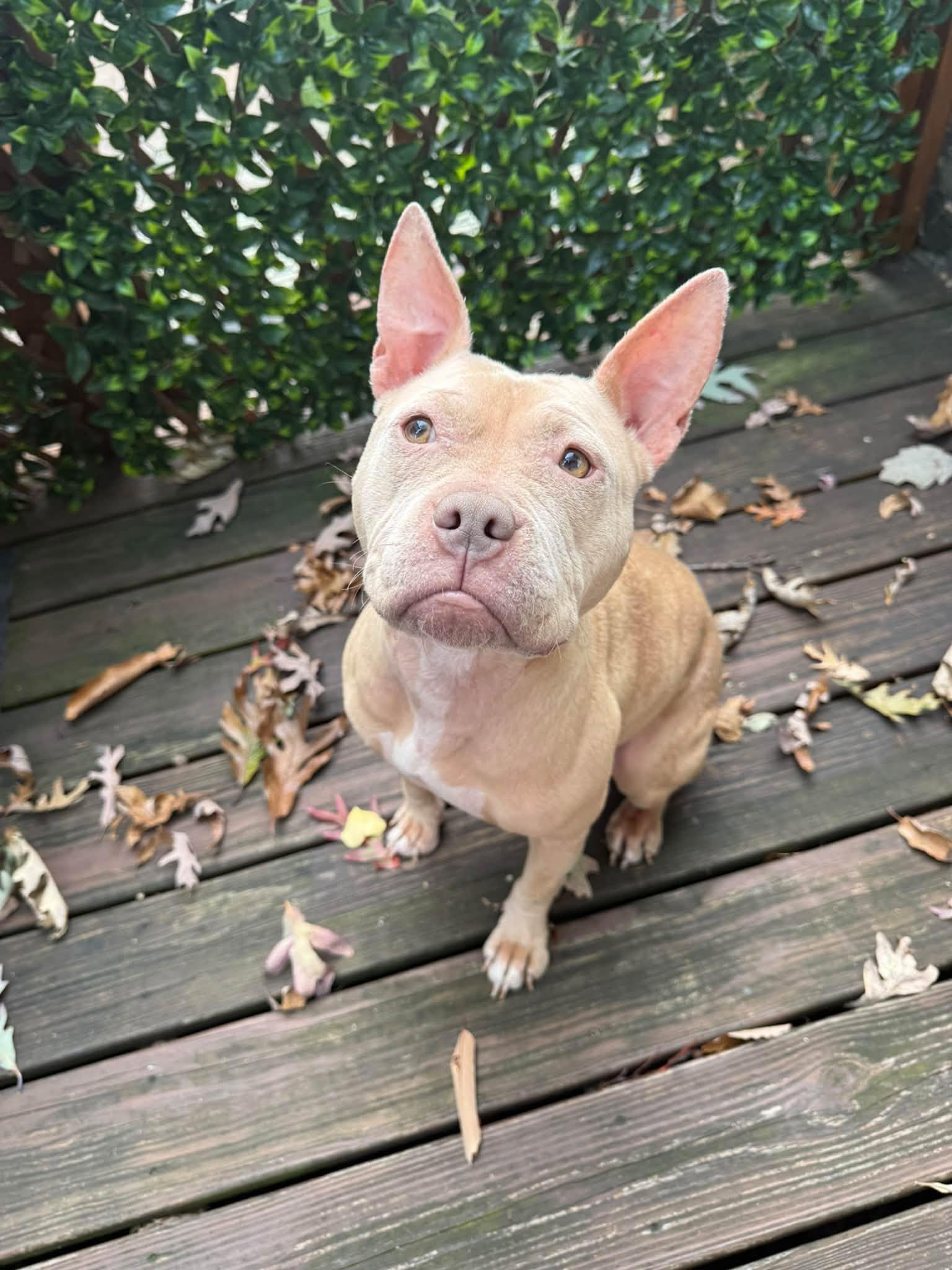 Enlarge Irene, a Adoptable Pit Bull Terrier in Catasauqua, PA image 2/3