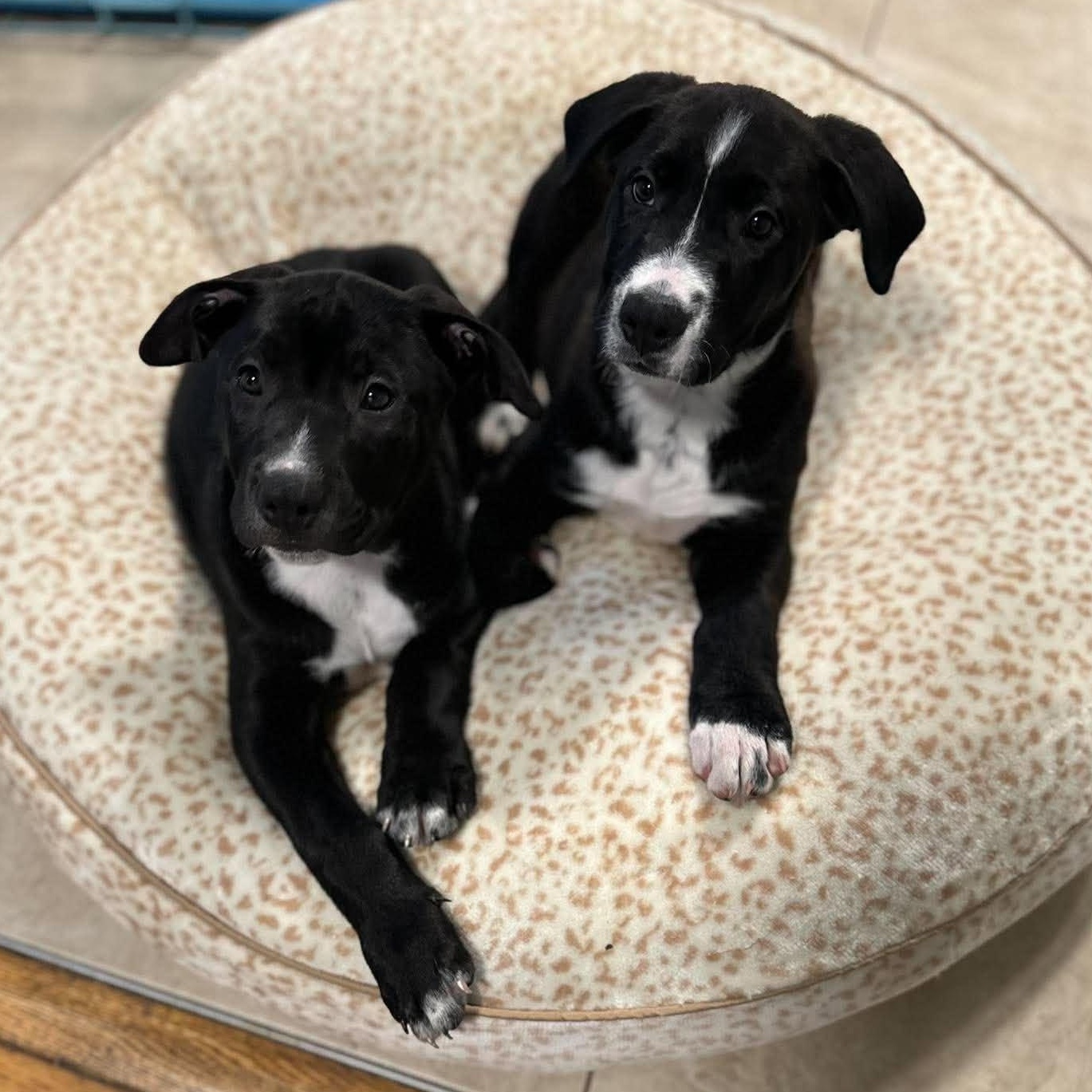 Enlarge Carl Sagan, a Adoptable mixed breed in Rochester, NY image 6/6