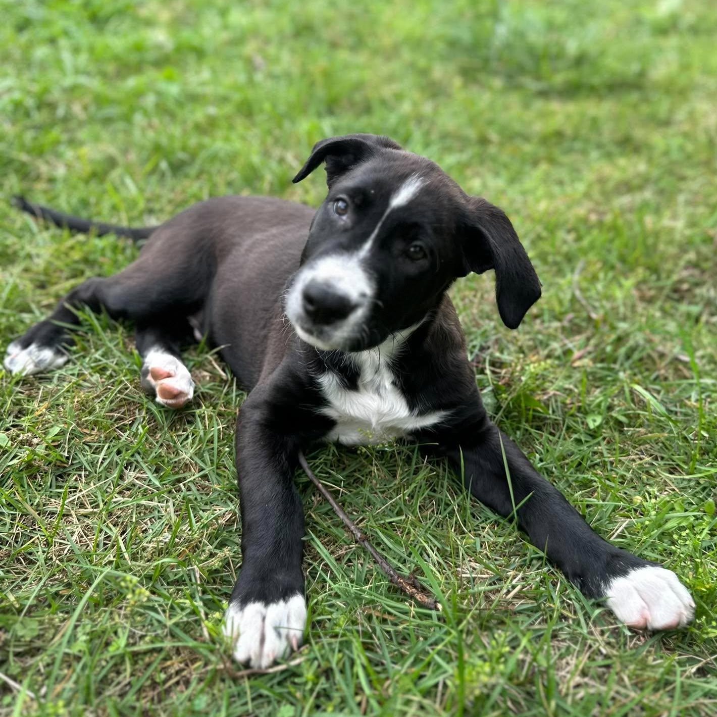 Enlarge Carl Sagan, a Adoptable mixed breed in Rochester, NY image 5/6