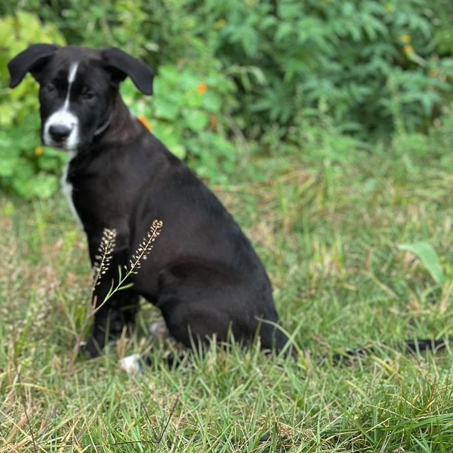Enlarge Carl Sagan, a Adoptable mixed breed in Rochester, NY image 4/6