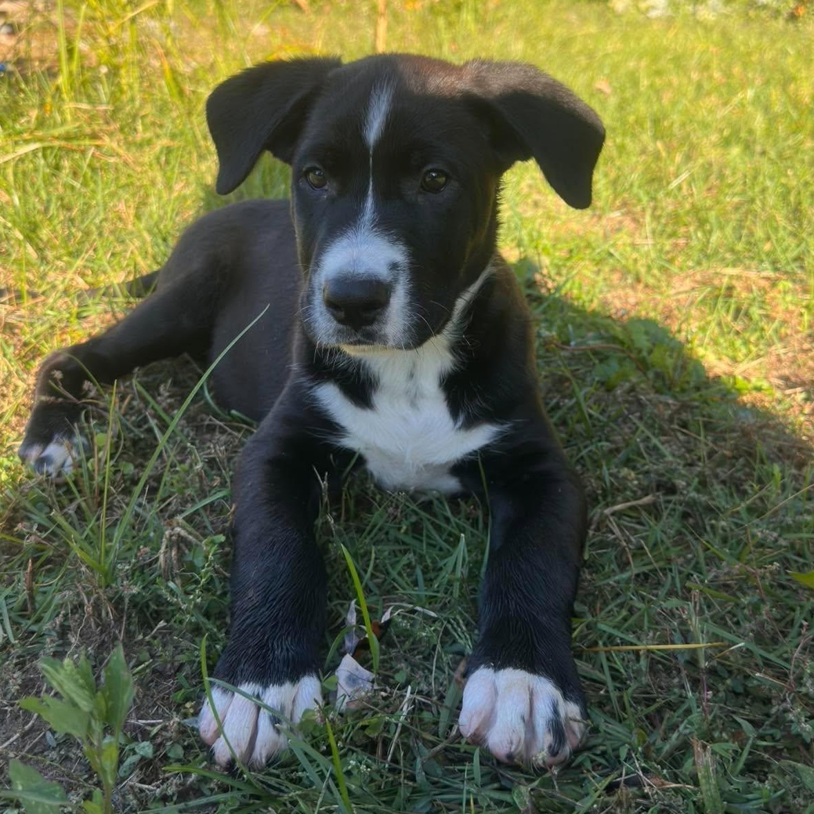 Enlarge Carl Sagan, a Adoptable mixed breed in Rochester, NY image 2/6