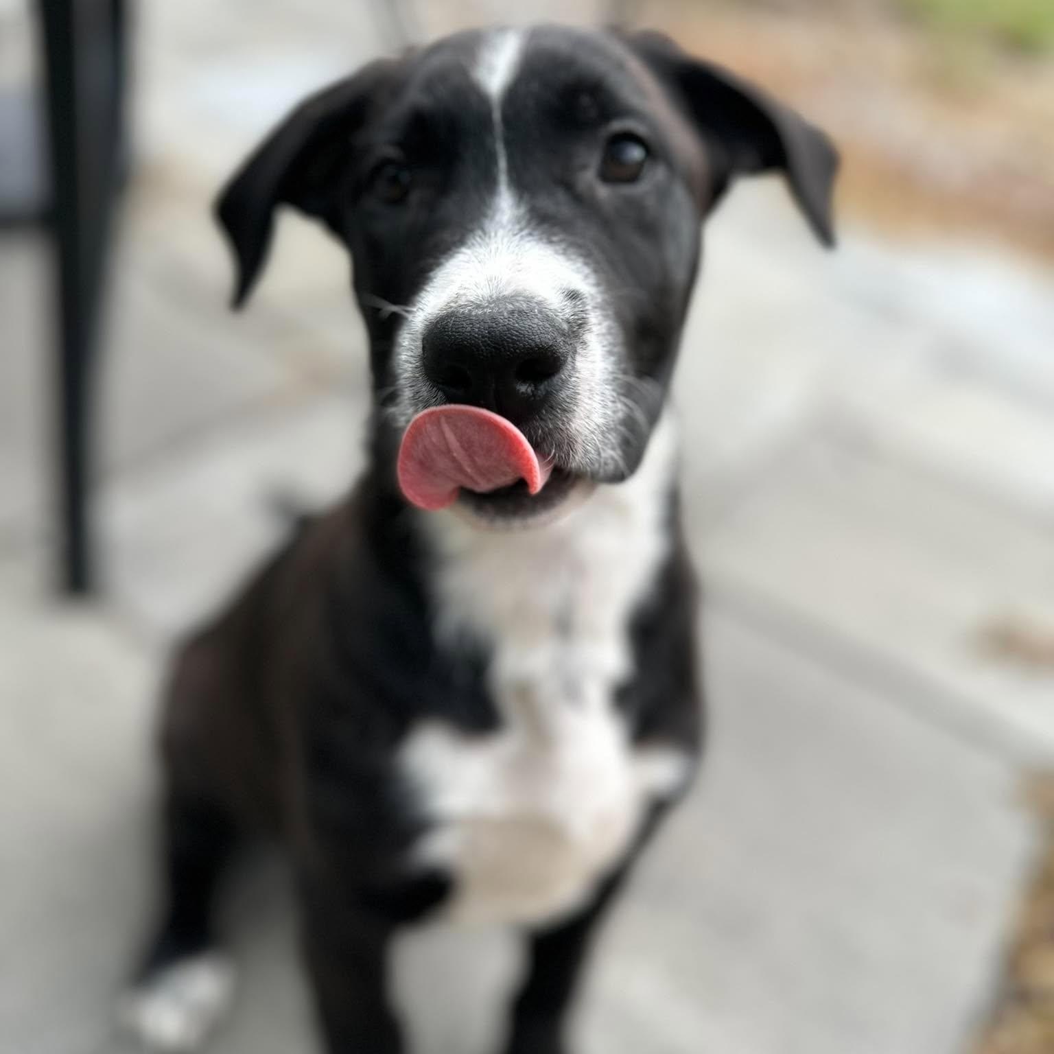 Carl Sagan, Adoptable, Puppy Male Australian Cattle Dog / Blue Heeler & Pit Bull Terrier.