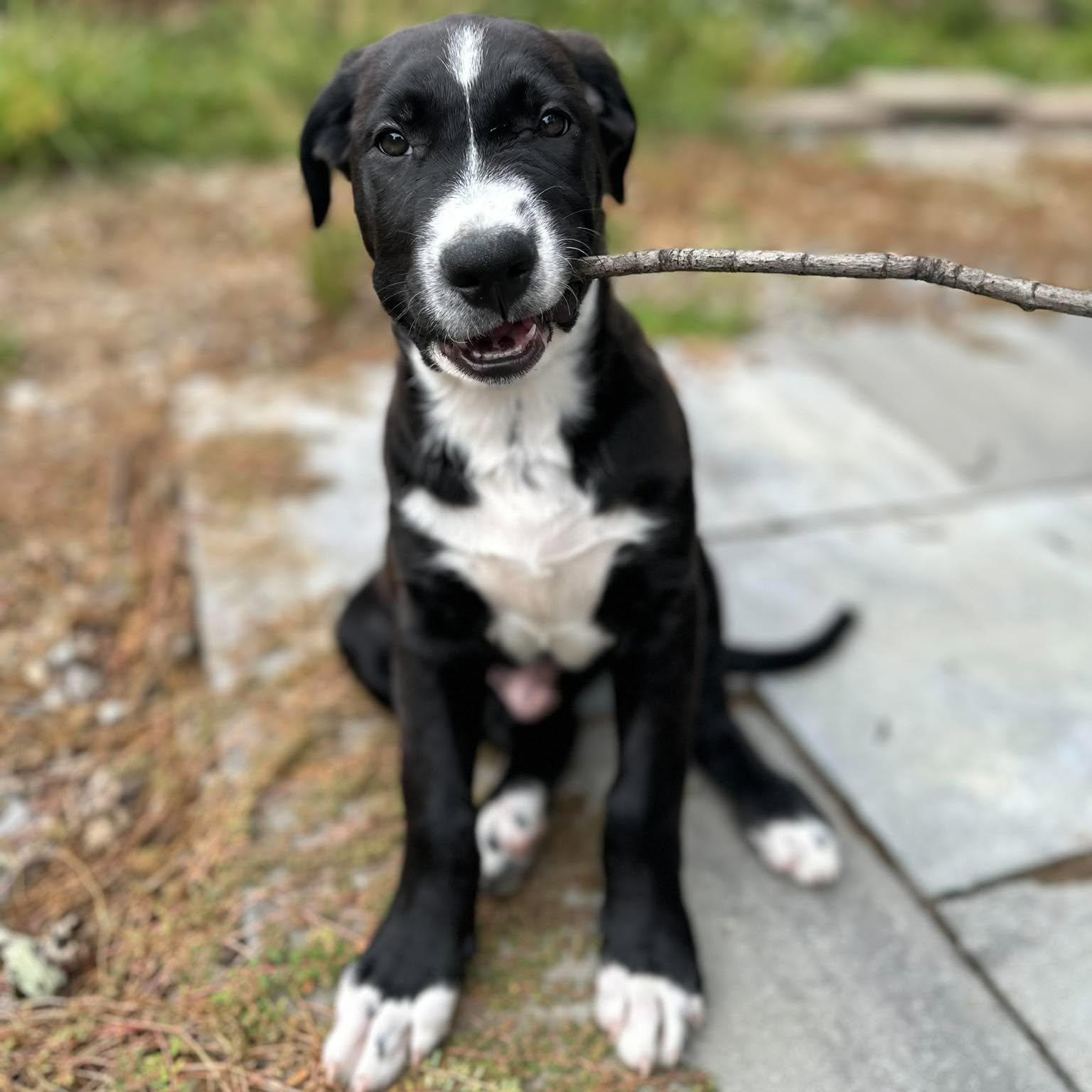 Enlarge Carl Sagan, a Adoptable mixed breed in Rochester, NY image 3/6