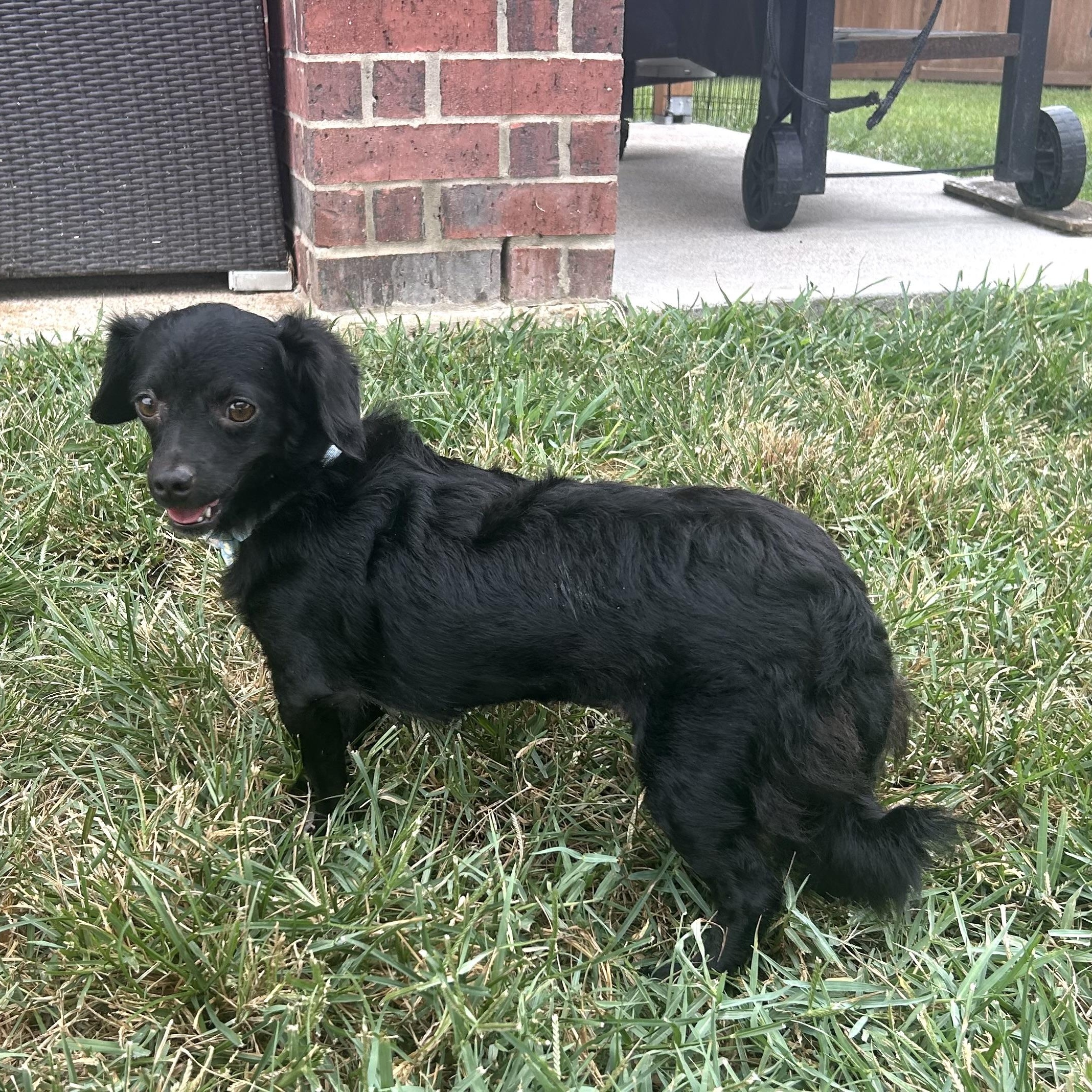 Pamela, Adopted, Young Female Dachshund (Miniature Long Haired).