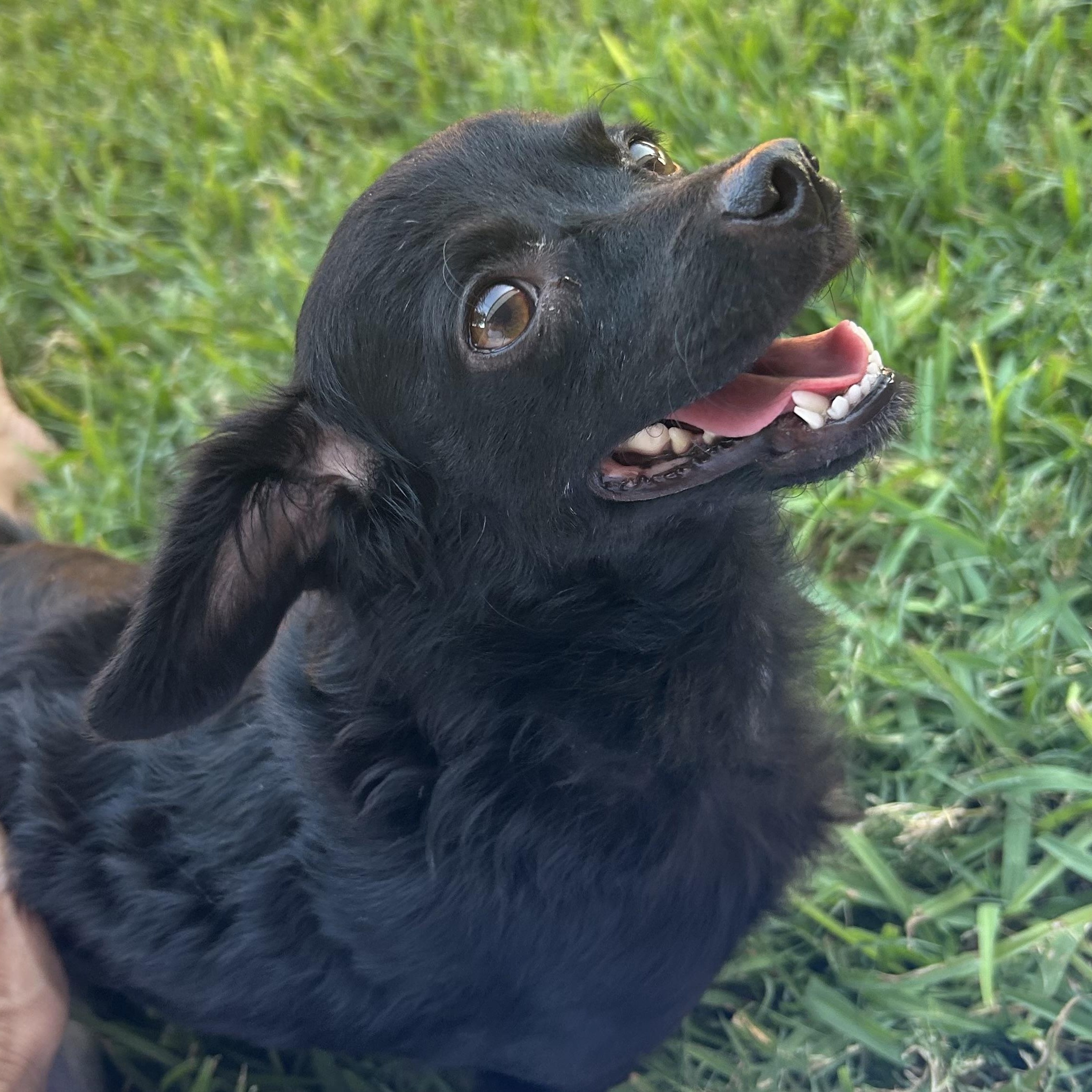 Enlarge Pamela, a Adopted mixed breed in Brattleboro, VT image 3/5
