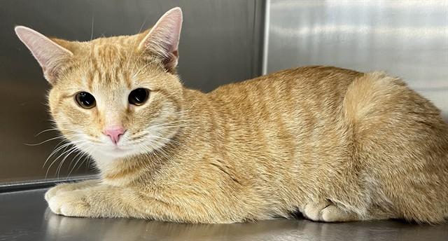 Enlarge COMET, a Adoptable Domestic Short Hair in Upper Marlboro, MD image 1/1